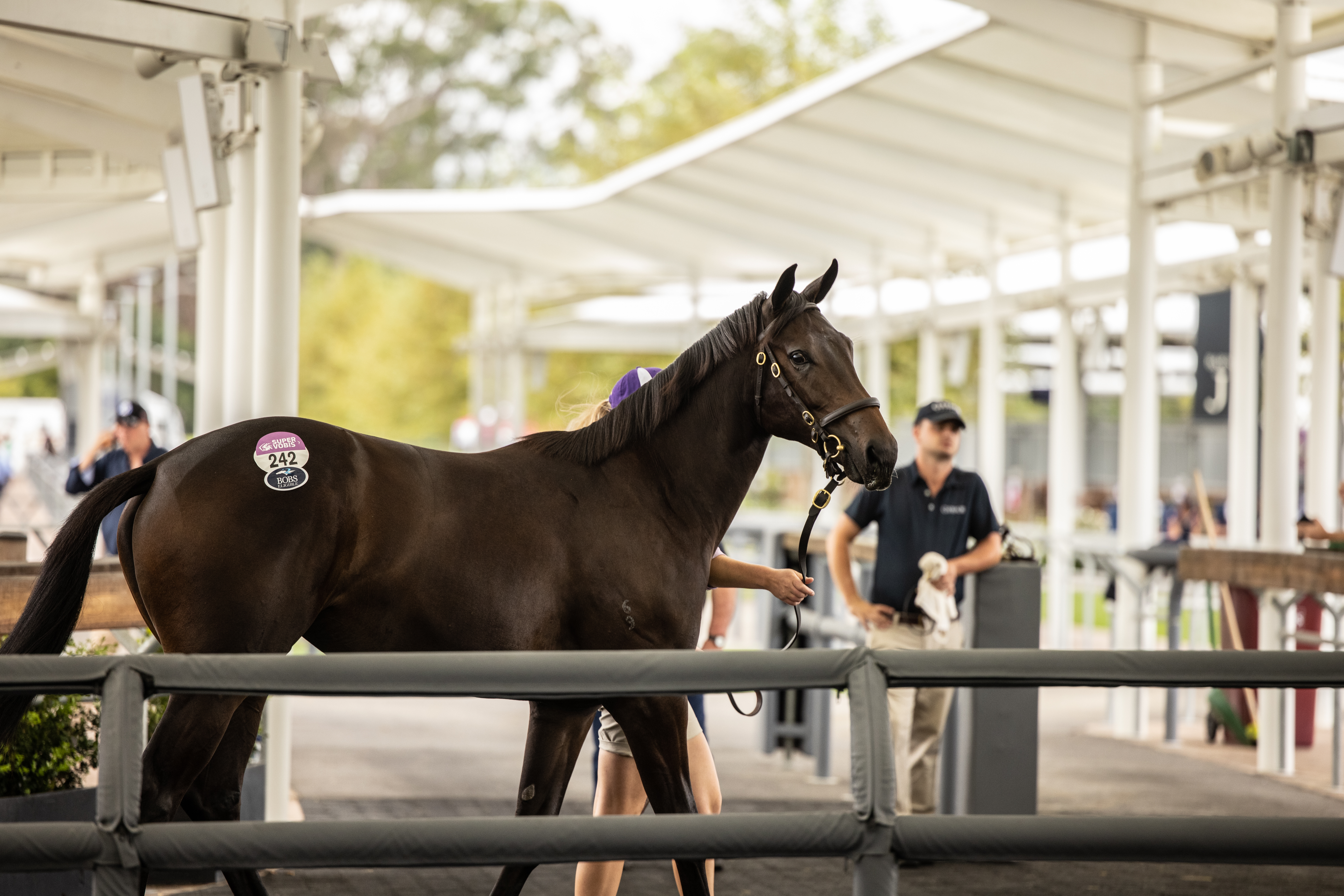 Bloodstock Agents: The Search for Racing's Next Star