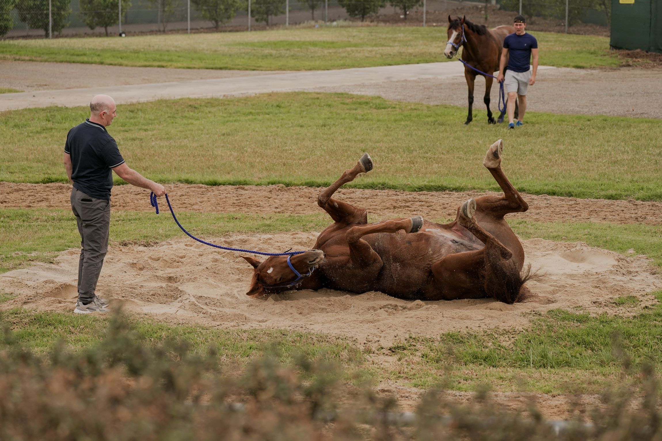 Willie Mullins lands in Melbourne eyeing Melbourne Cup glory