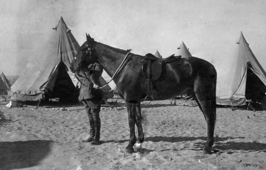 Sandy: the only horse to return from the war