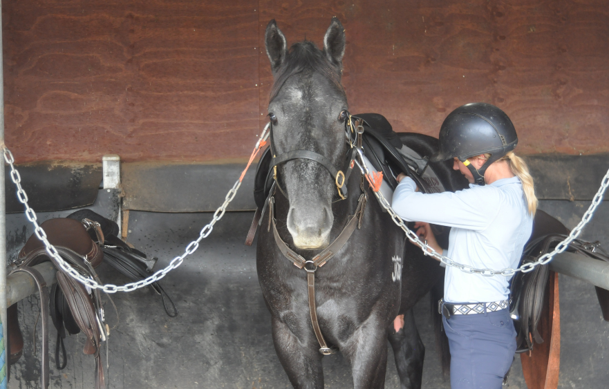 The importance of pre-training for young thoroughbreds