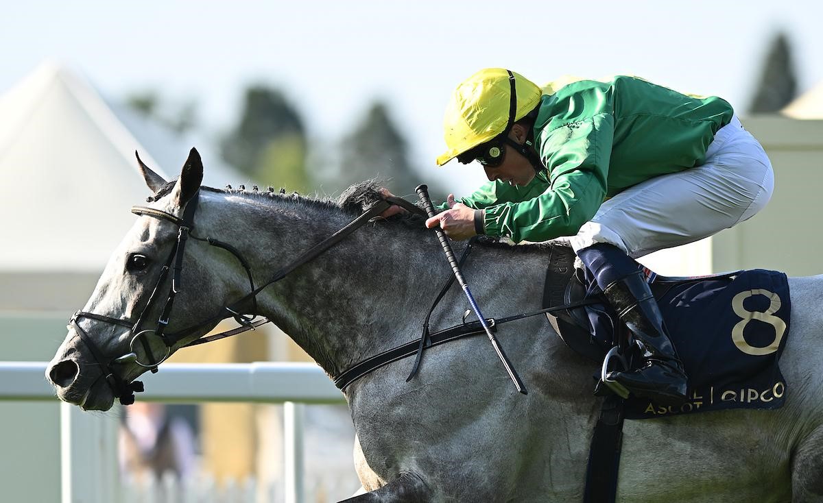 Melbourne Cup bid likely for Willie Mullins’ Royal Ascot winner Belloccio