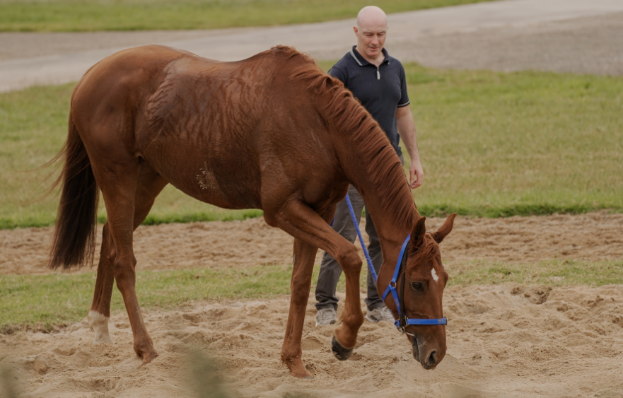 Catching up with Cup contenders at Werribee