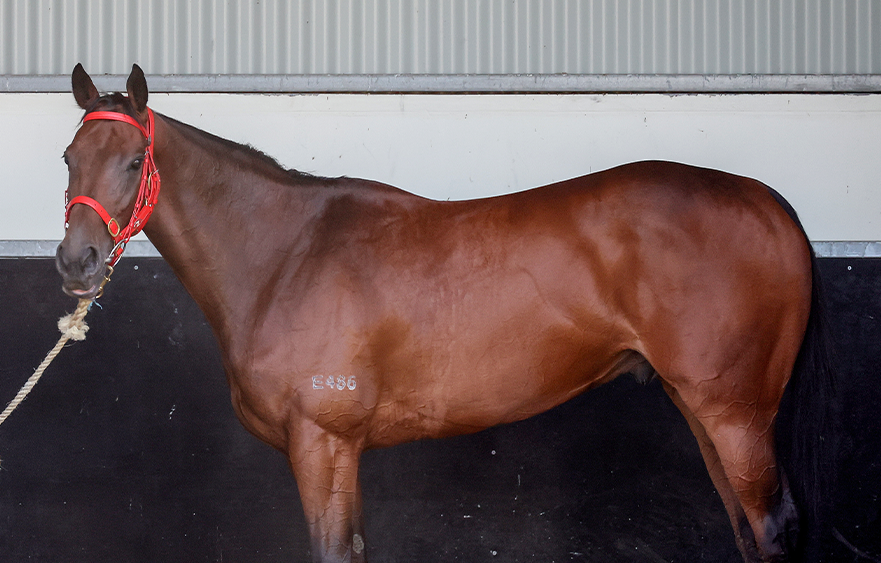 Rating Romantic Warrior