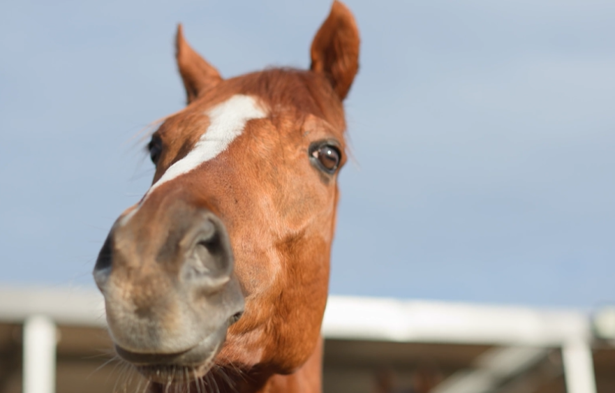 Deakin’s Cup path mapped out