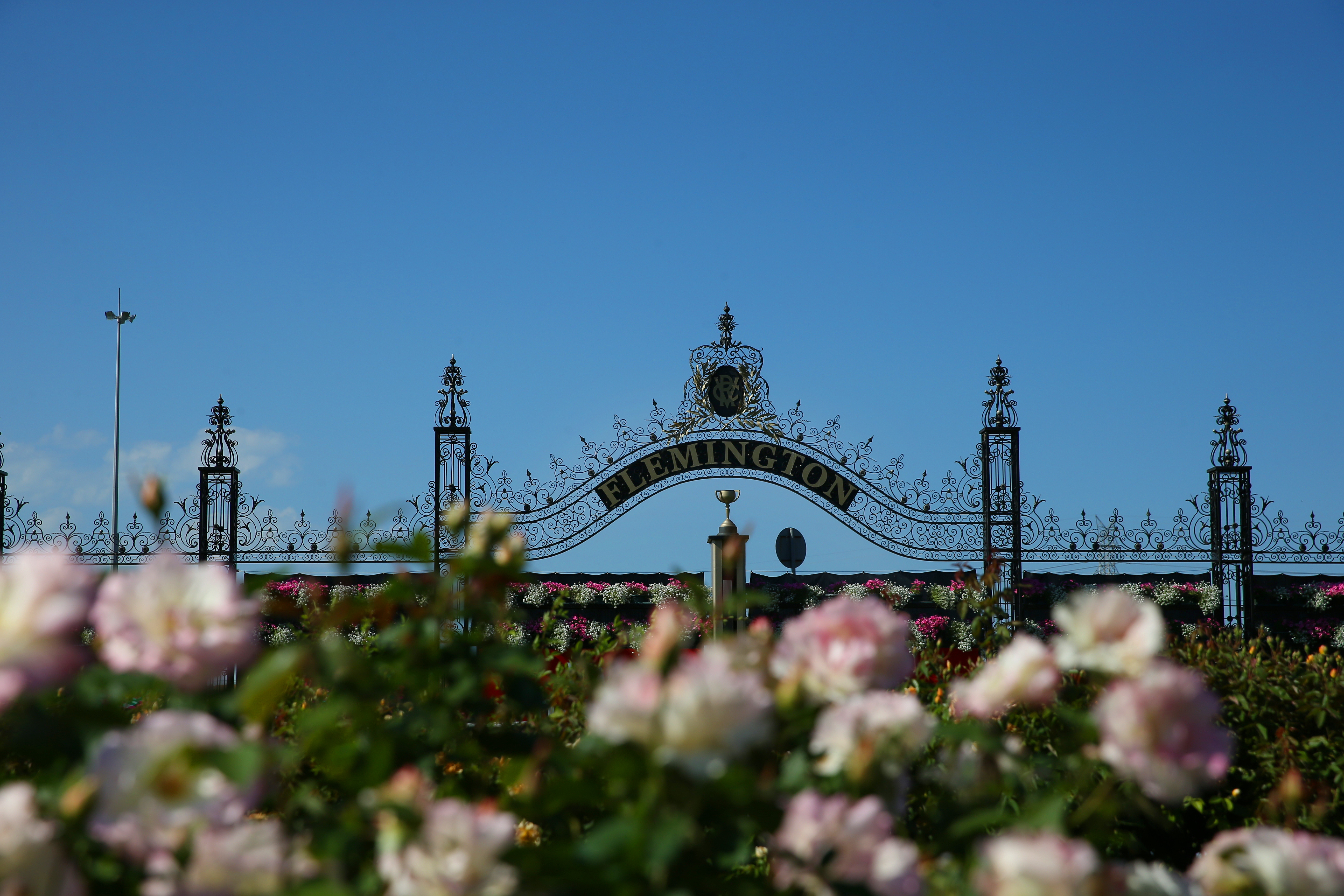 A new tradition blooms