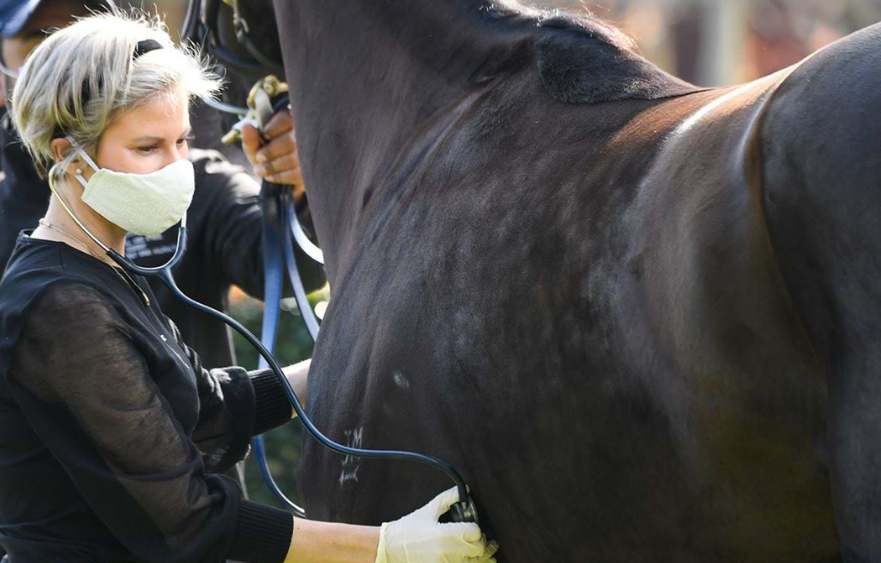 First Aid for Horses: An overview of 10 common conditions