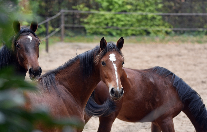 Keys to optimal horse health