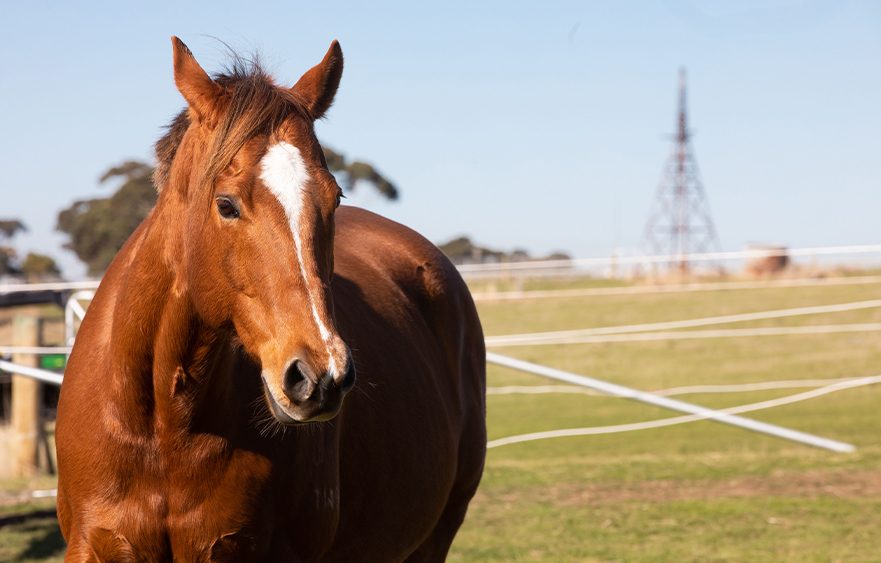Redkirk Warrior: Star of the straight