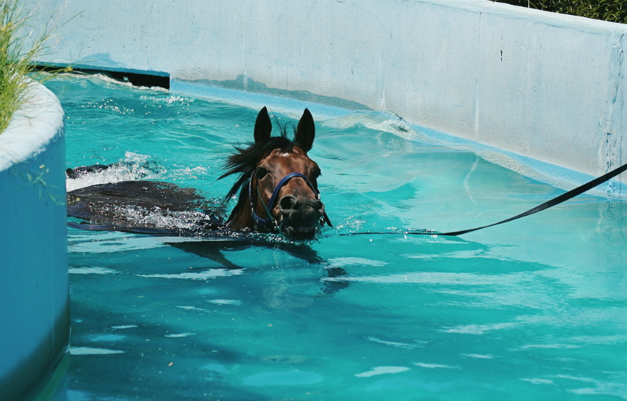 Leading a horse to water