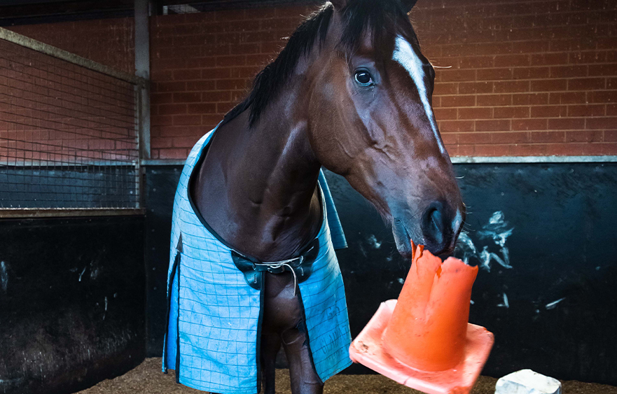 Horsing around at playtime