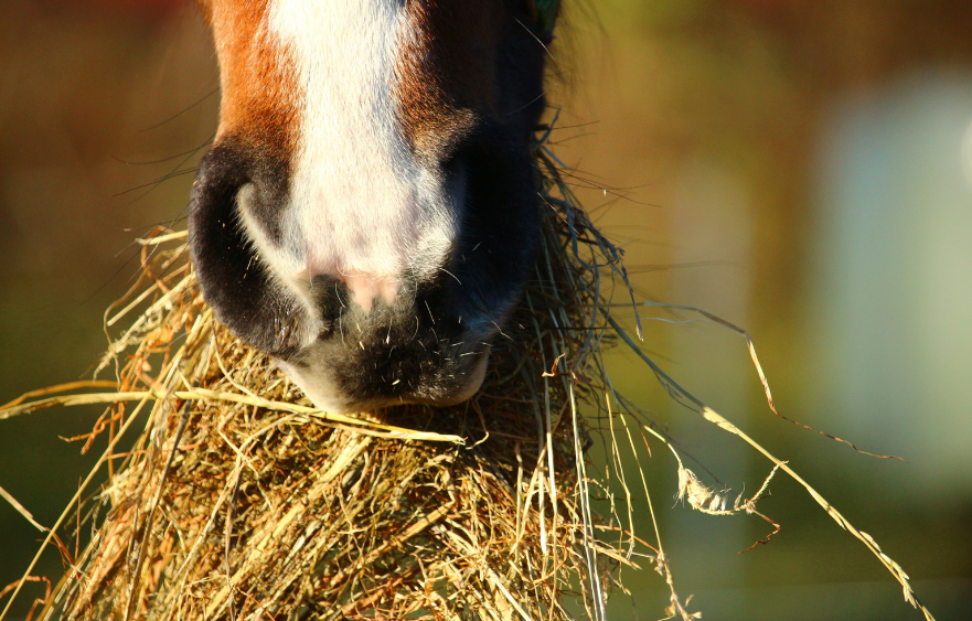 Using natural remedies for allergies