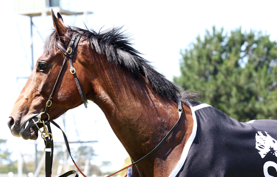 Marble set to run down Flemington straight