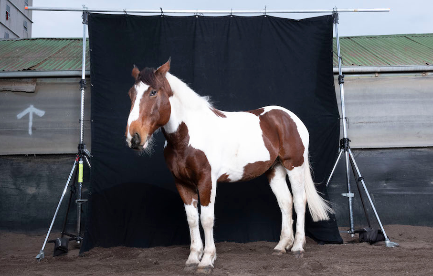 Billy: No ordinary horse