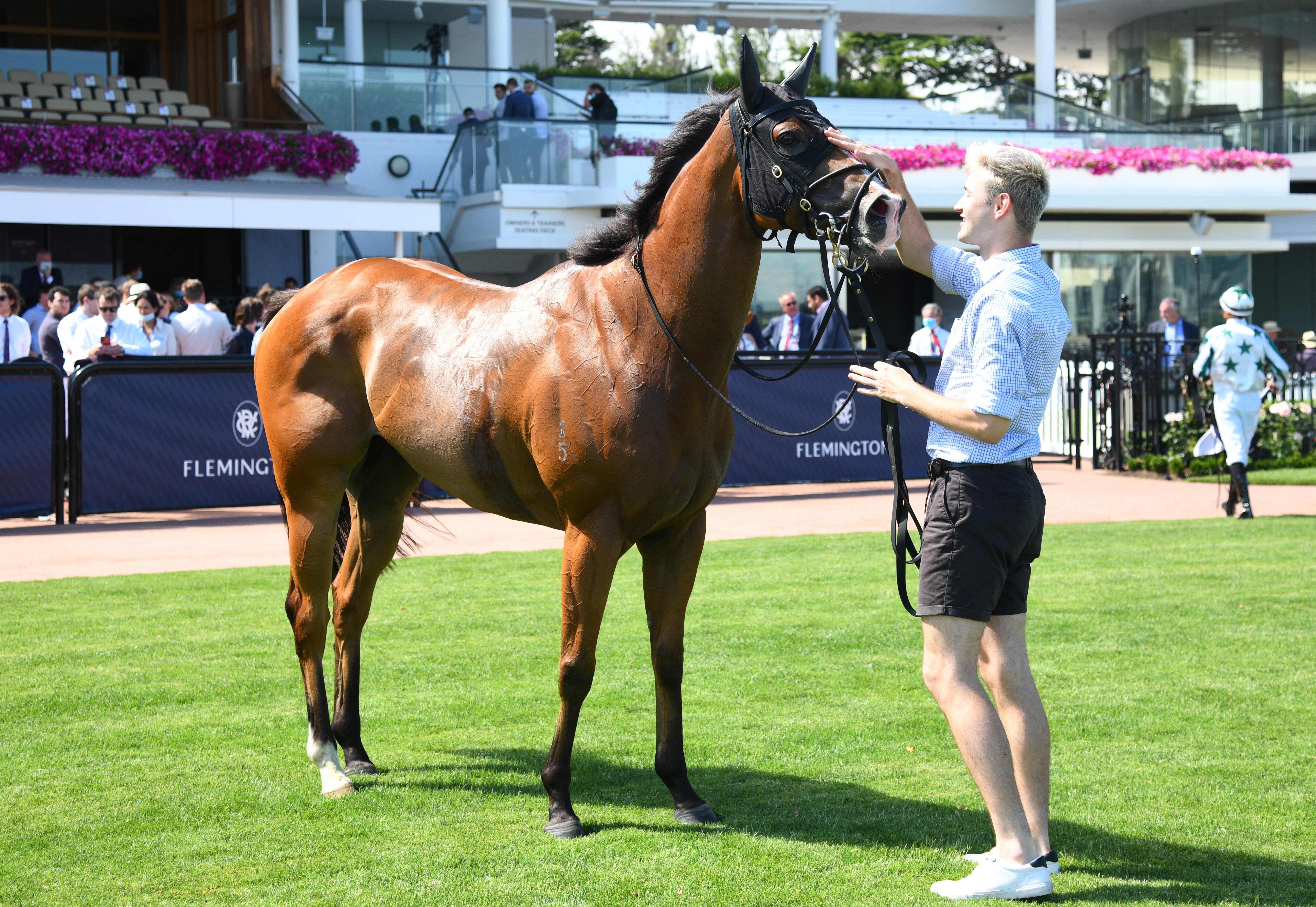 Halvorsen hunting third win in Standish Handicap