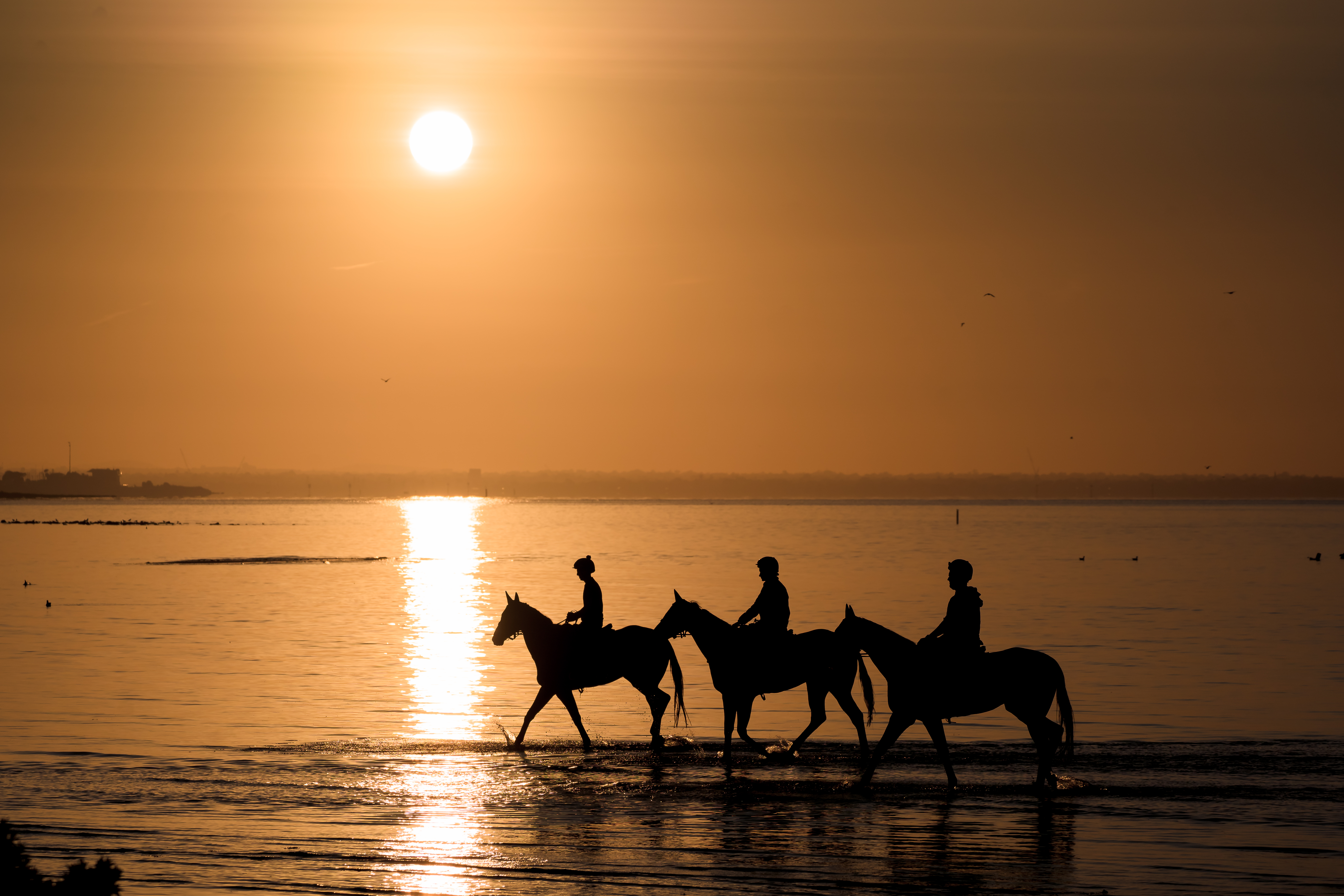Equine Bliss: Beach Benefits for Horses