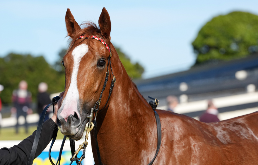 Straight to Flemington for Miss Ole