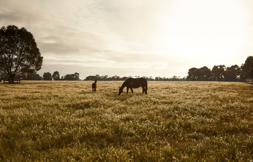 Blood, sweat and cheers