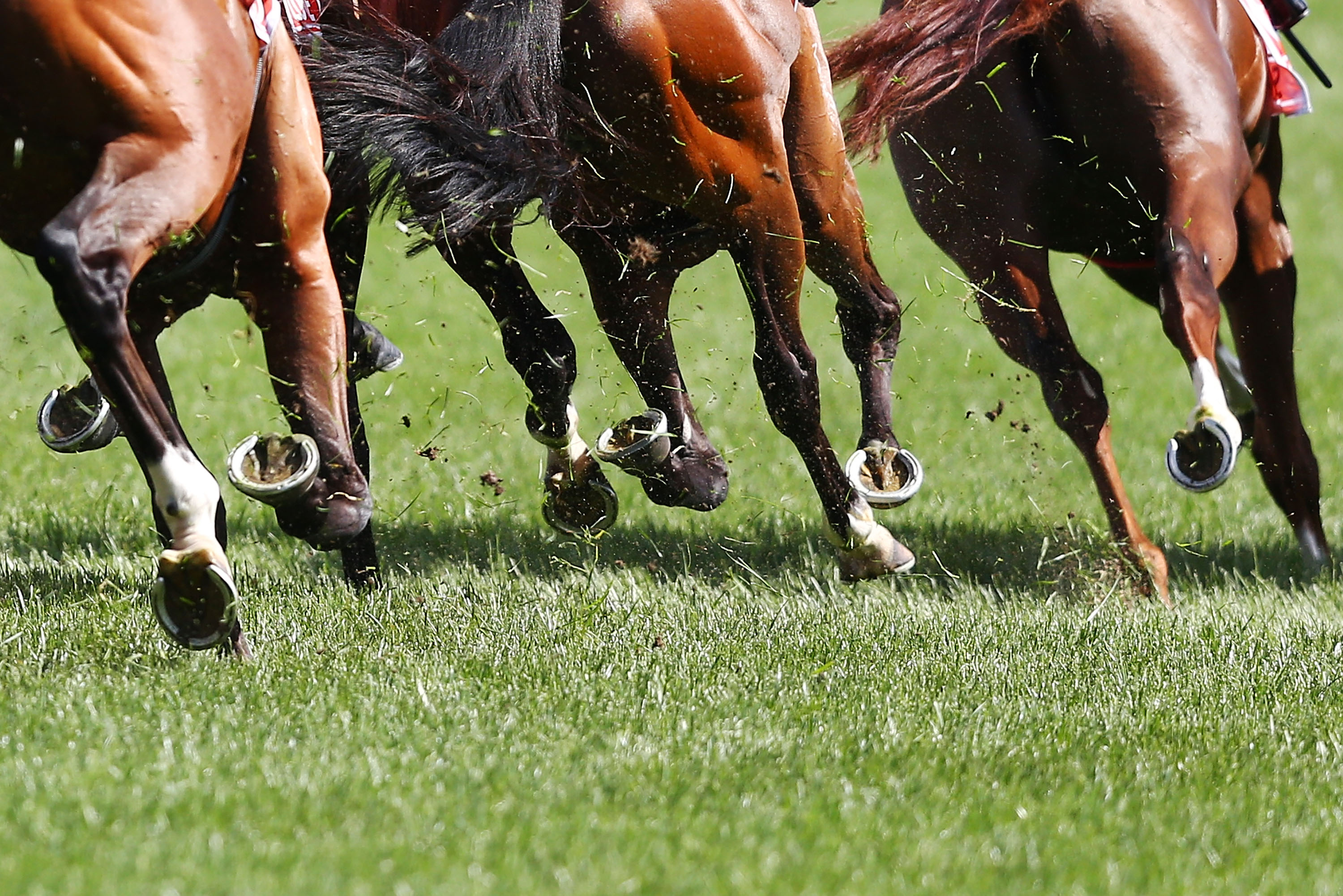 Melbourne Cup Carnival was a smooth run for the track team
