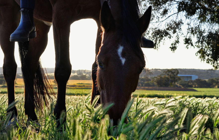 Safeguarding thoroughbred welfare: new rule introduced by Racing Victoria