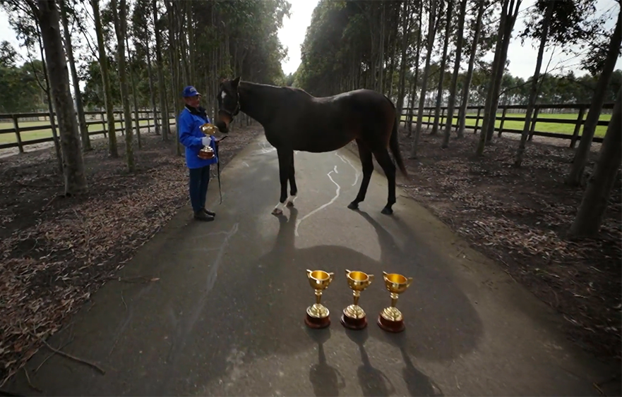 Makybe Diva on the farm
