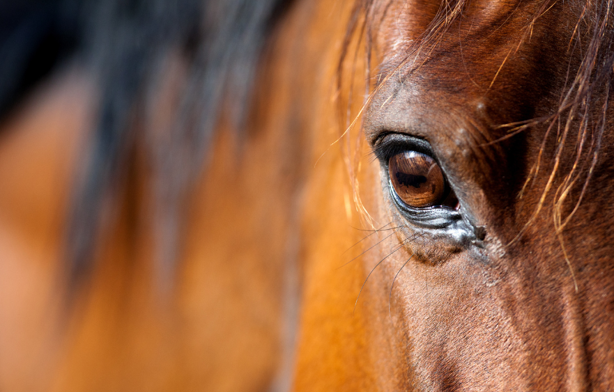 Insights into equine vision
