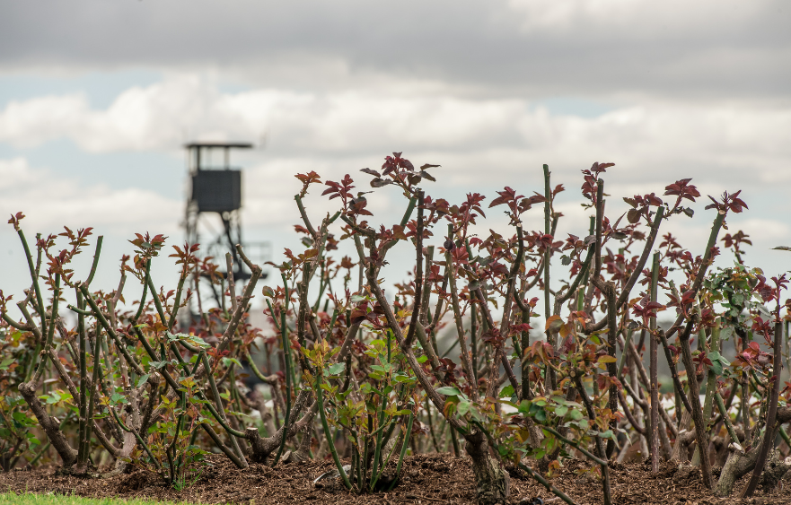 Preparing Flemington for winter racing