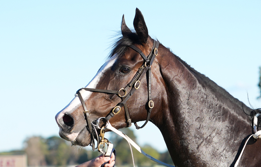 Zambardo’s stern Stakes test