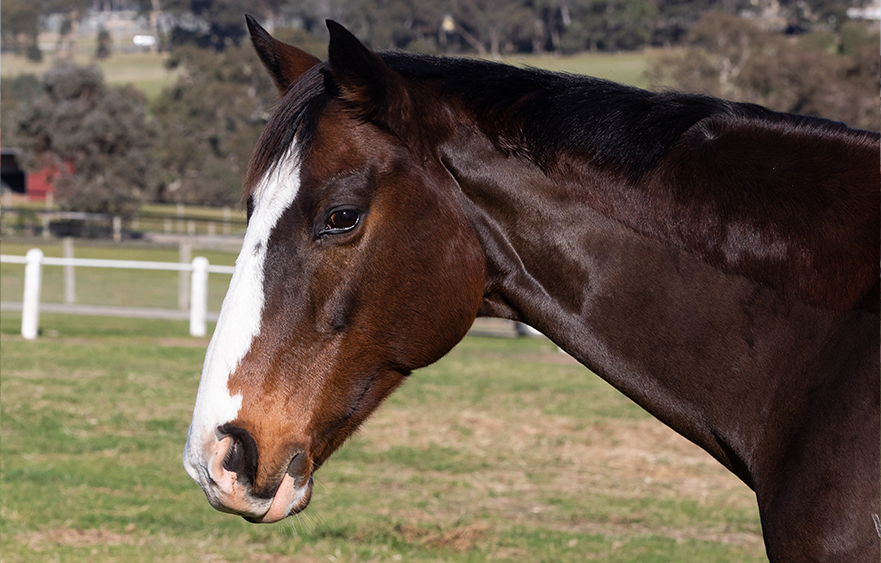 Tom Melbourne: The fan favourite