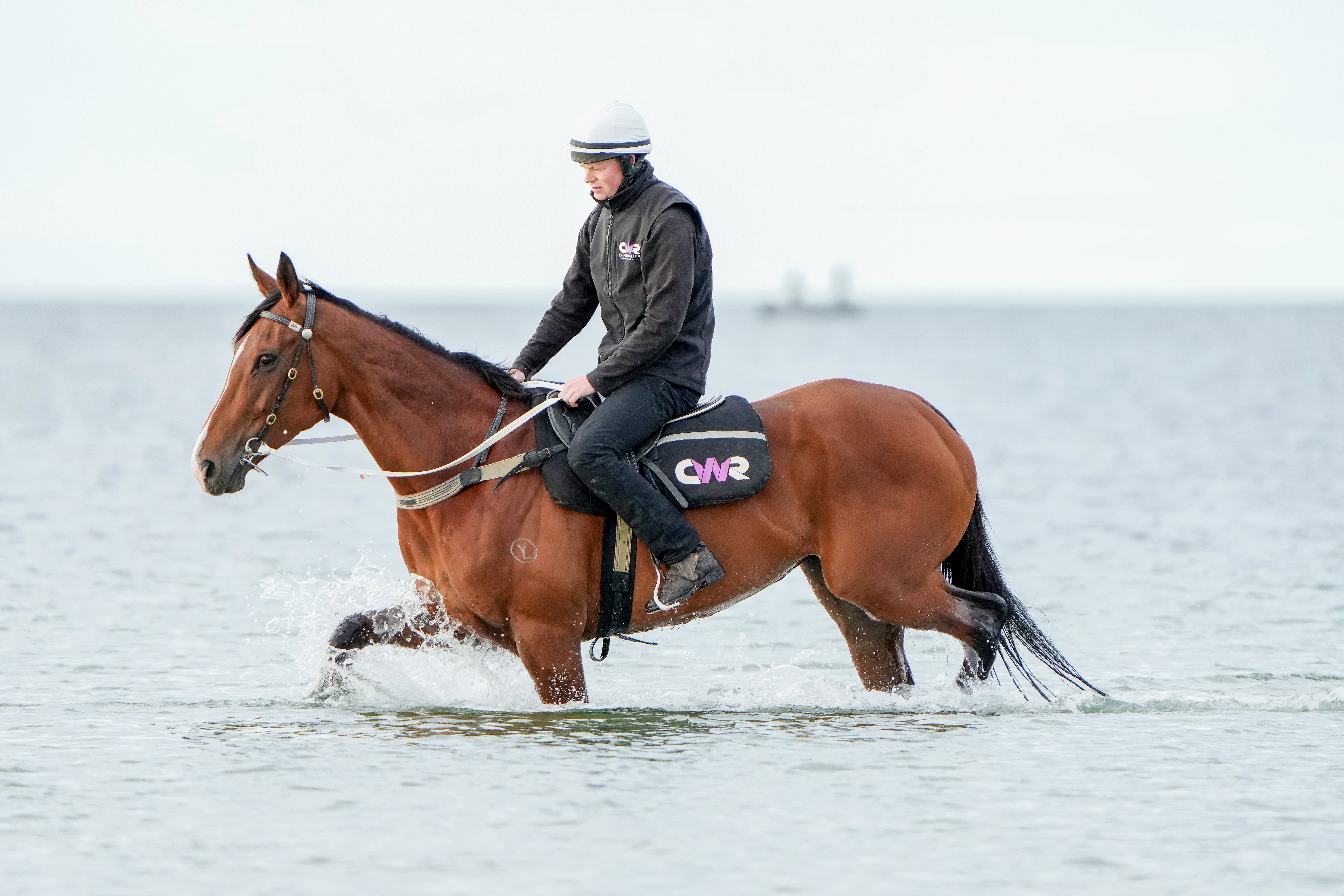 Via Sistina and Atishu right for Champions Stakes