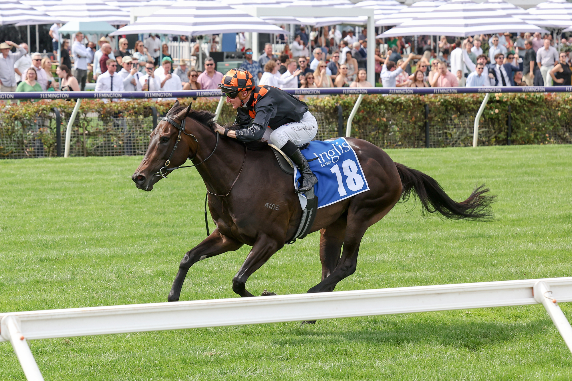 Spectacular horses continue to target Flemington races