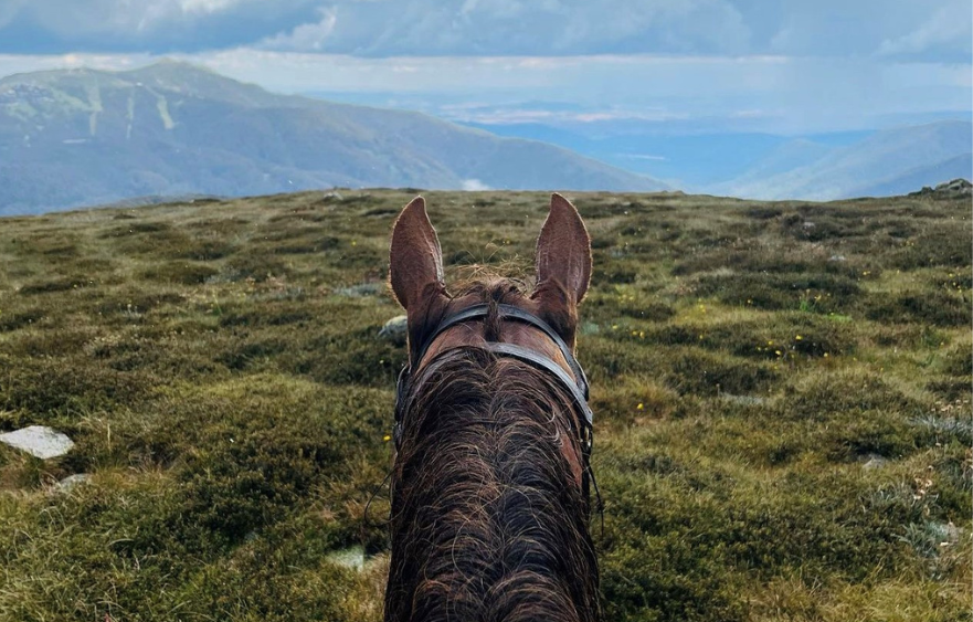 Widgee Turf going at a different pace