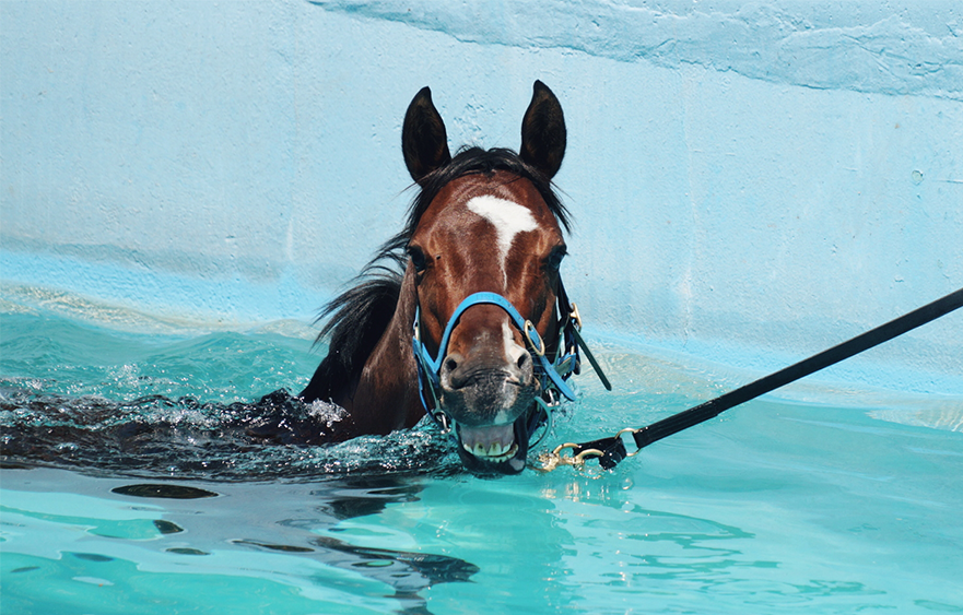 Ever seen a horse swim?
