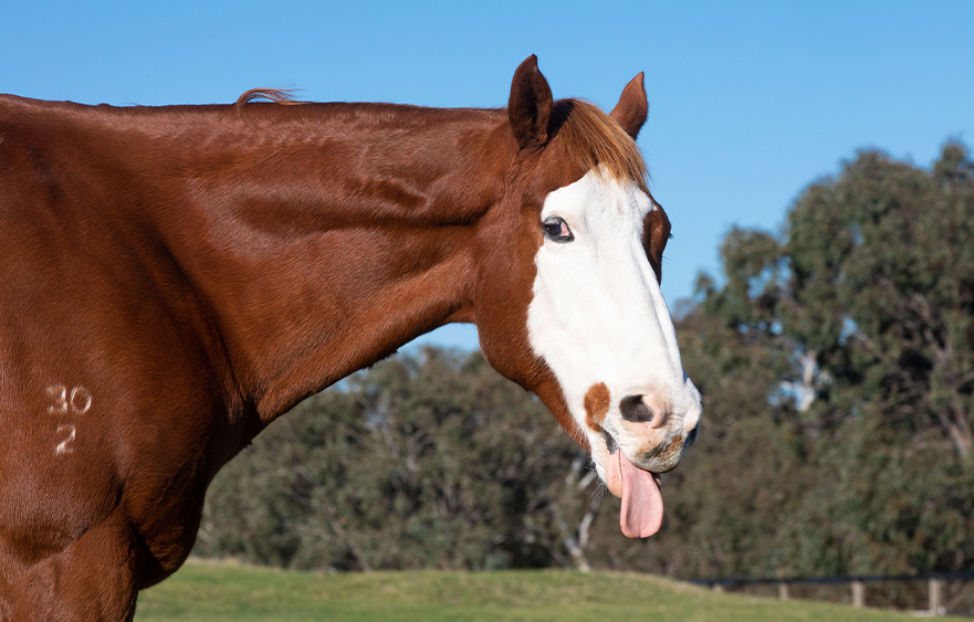 Apache Cat: a fan favourite