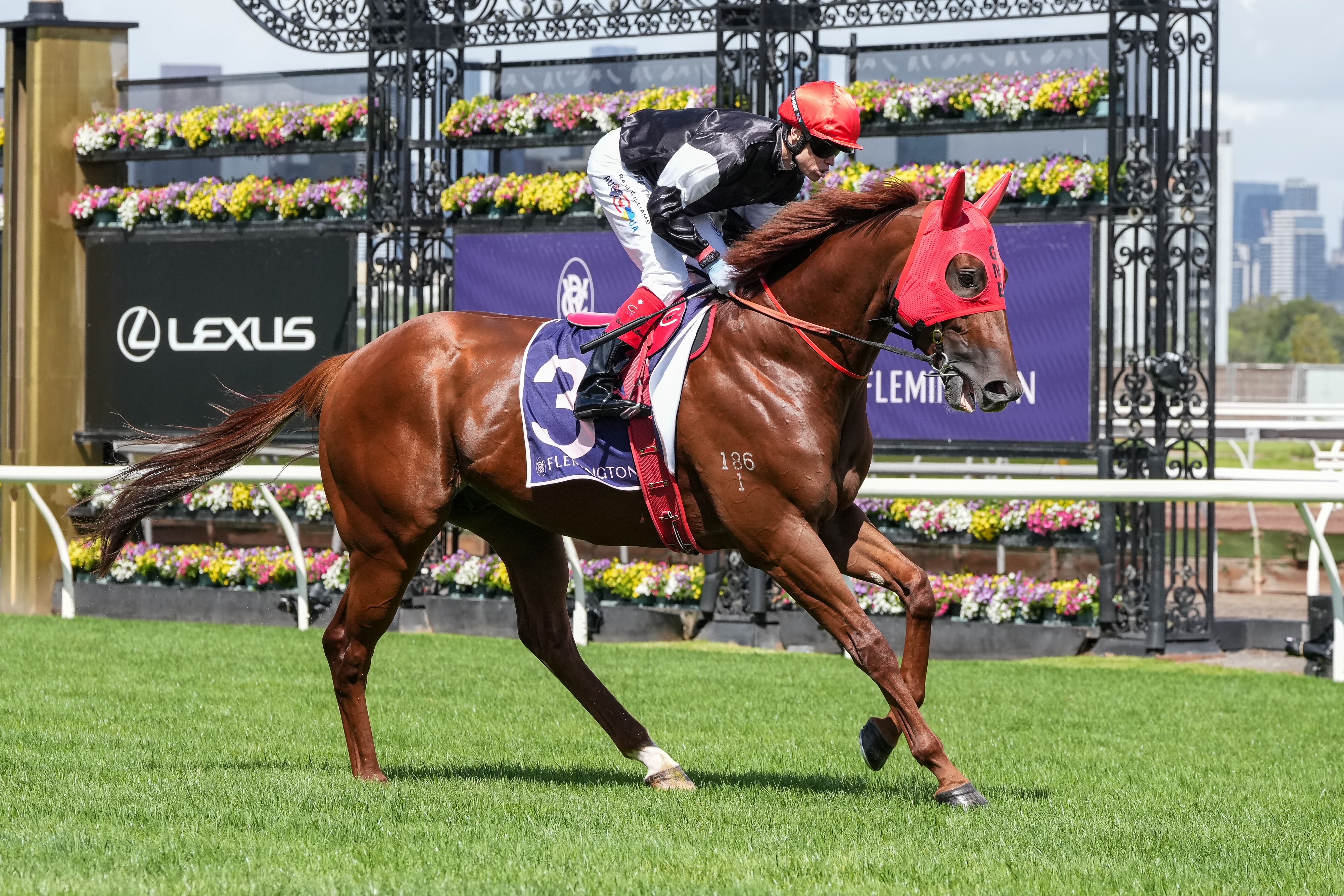 Guineas remains target for Insignia