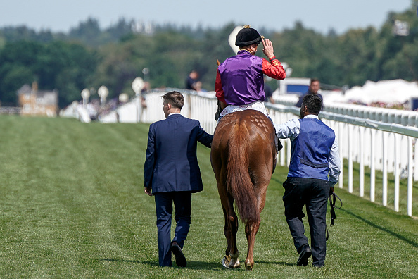 Royal Cup runner gaining momentum