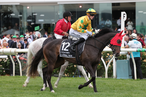 Classic Gem being escorted out before the main race.