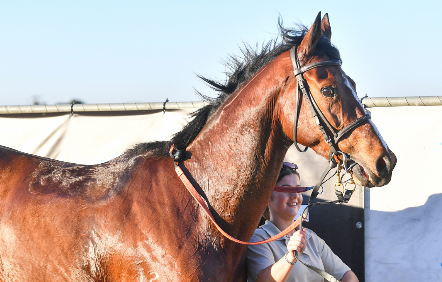 Shadeelaa gets Flemington opportunity