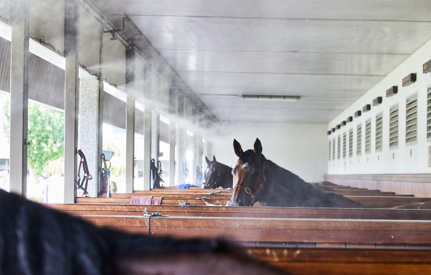 Post-race rituals for our equine athletes