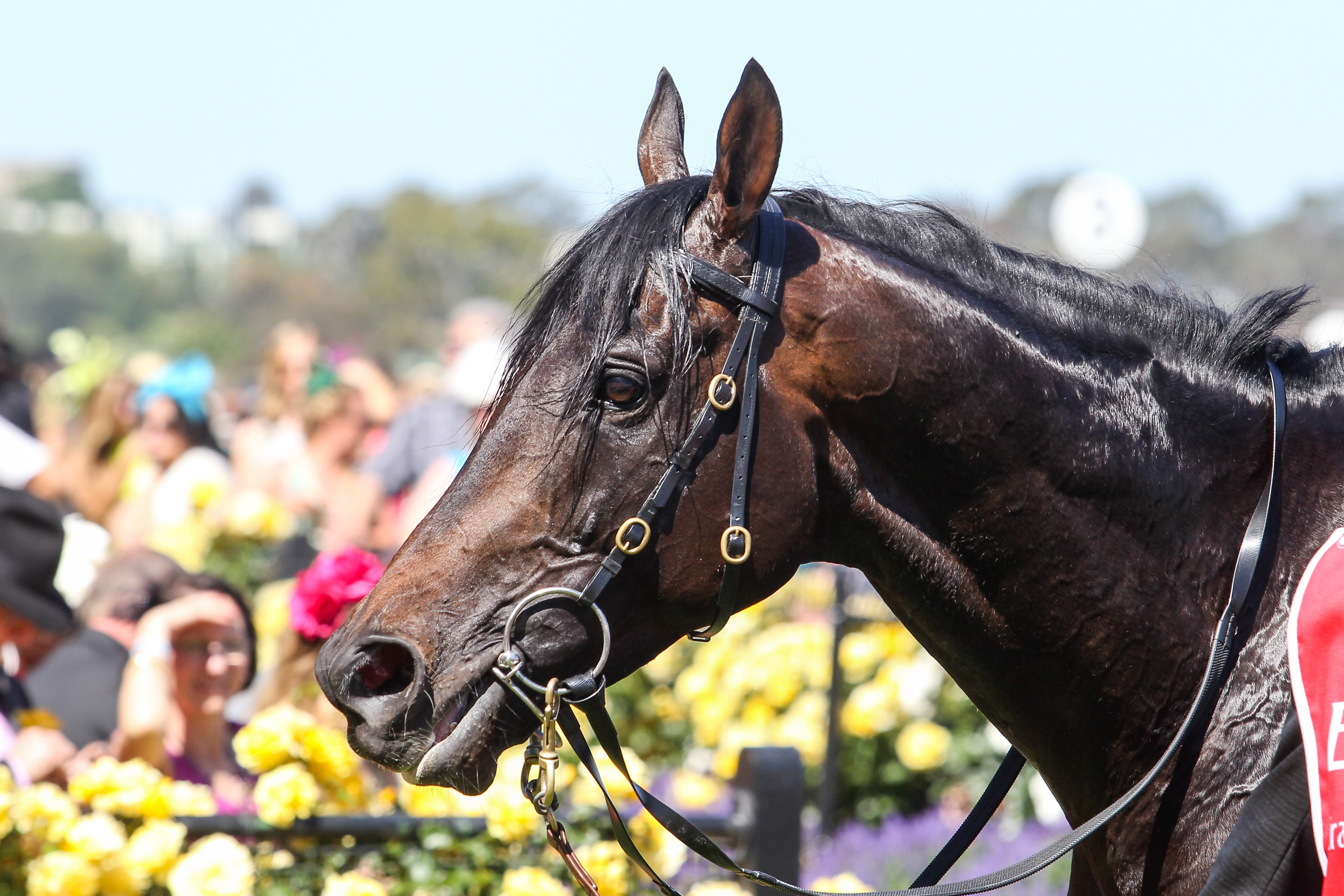 Vale Fiorente