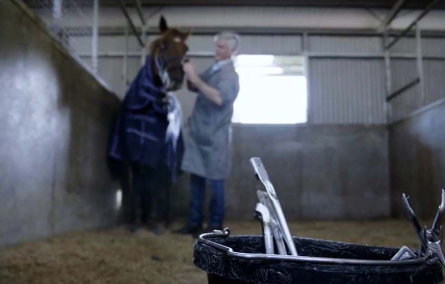 Straight from the horses mouth