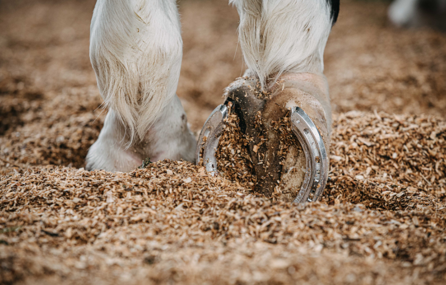 A day in the life of the Race Day Vets