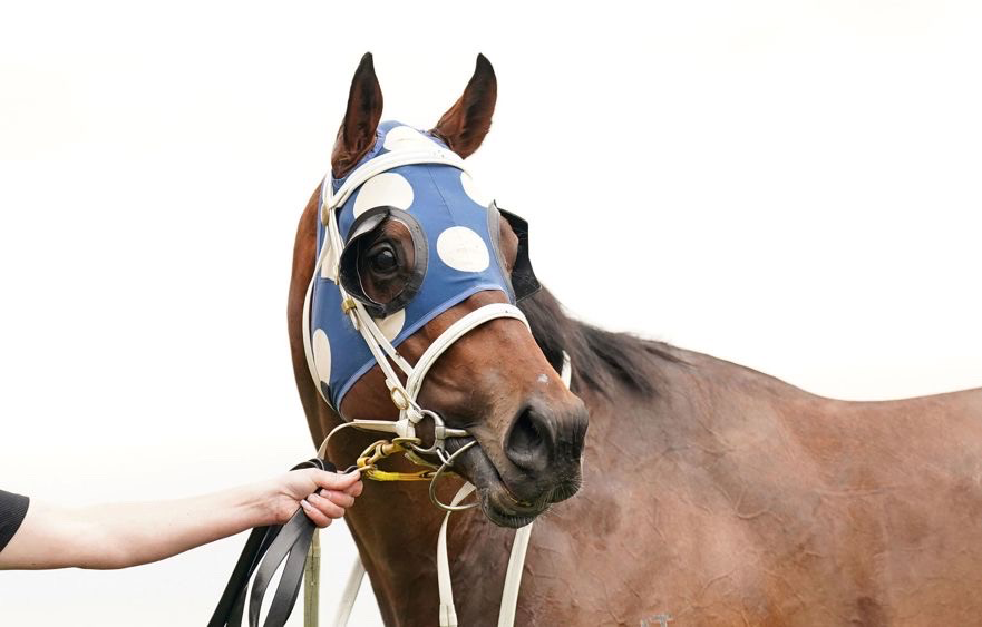 Byerley Handicap pedigree profiles