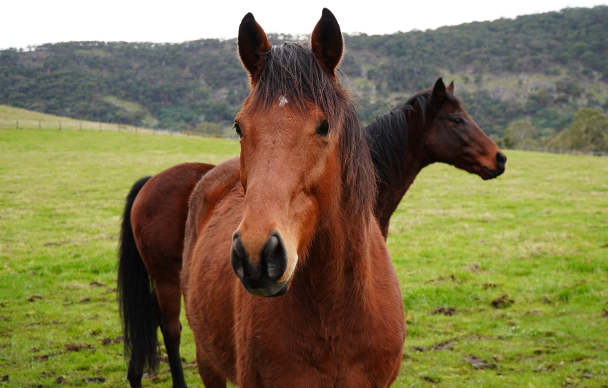 From Group 1 glory to paddock pals