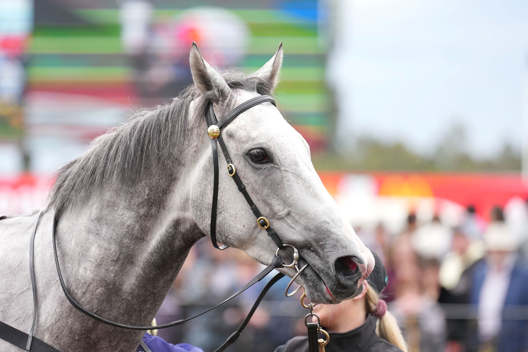 White Marlin to bounce back at Flemington