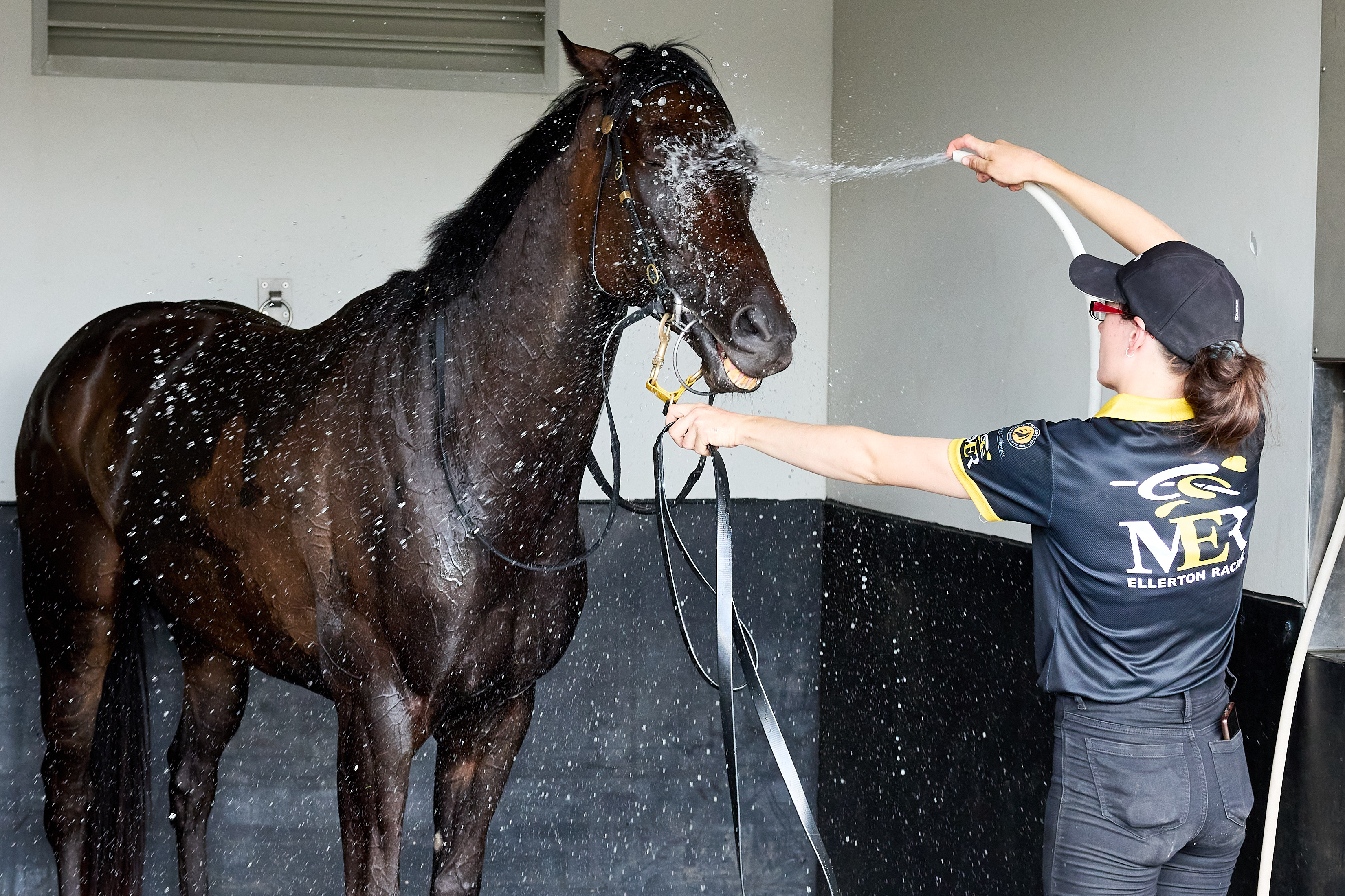 Looking after horses in hot weather