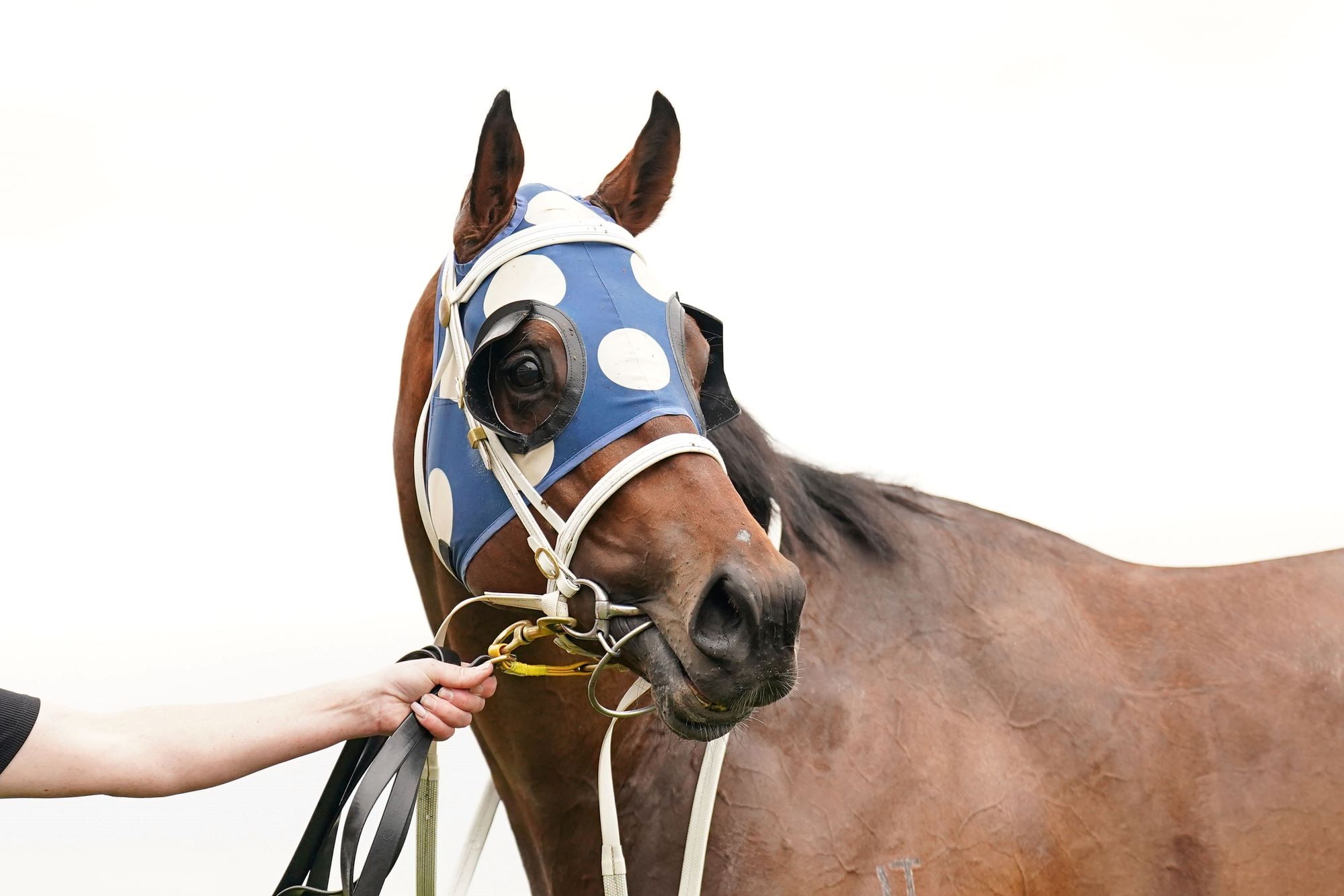 Sunsource wins ticket into Victoria Derby