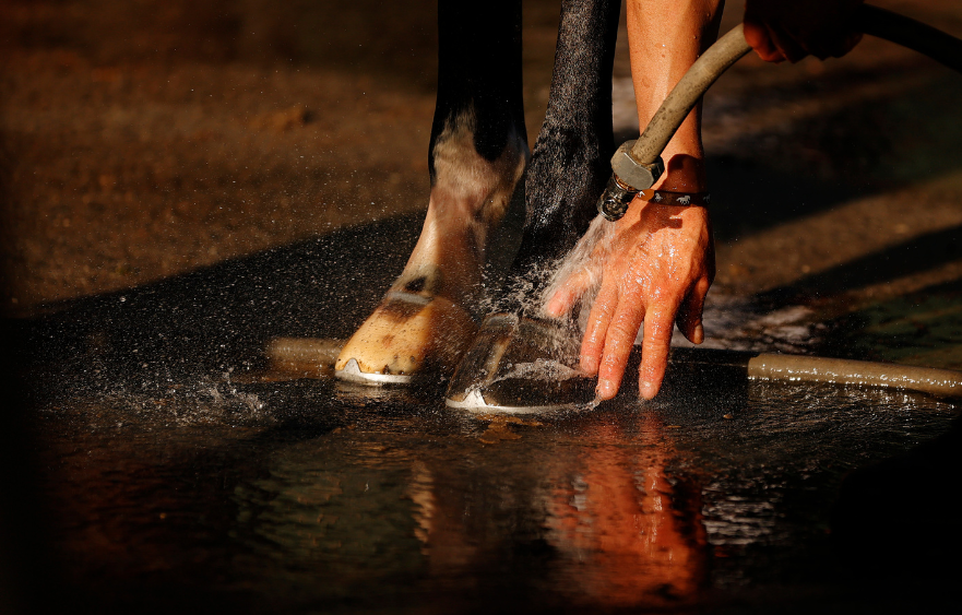 Hooves and the heat: how they’re managed