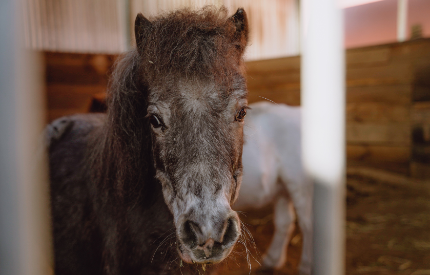 Small Companions:  Meet Betty and Coco